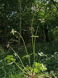 Sanicle, Sanicula europaea - Flowers - NatureGate