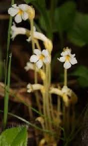 Orobanche uniflora - Online Virtual Flora of Wisconsin