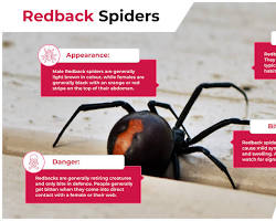 Redback spider venomous spider