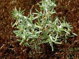Gnaphalium uliginosum - Michigan Flora