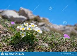 Alpine Flora - Ranunculus Alpestris Stock Photo - Image of grass ...