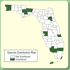 Cyperus squarrosus - Species Page - ISB: Atlas of Florida Plants
