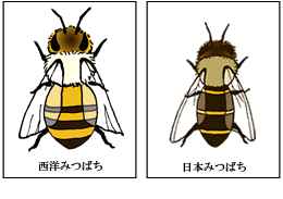 Image result for 西洋ミツバチと 日本ミツバチ画像