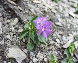 Viola cenisia - Wikimedia Commons