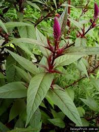 Image result for celosia argentea pictures