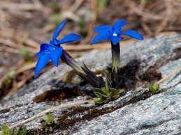 Gentiana schleicheri (Schleicher's Gentian) - The Alpine Flora of ...