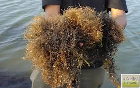 Image result for bibit rumput laut gracilaria