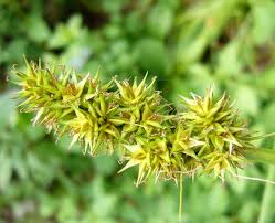 Carex otrubae - CalPhotos