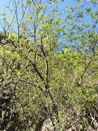 Salix pedicellata Desf.