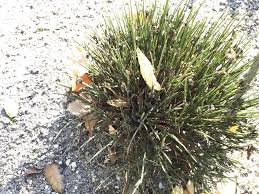 Erinacea anthyllis Link, Hedgehog-broom (World flora) - Pl@ntNet ...