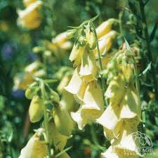 Plant Profile for Digitalis grandiflora - Yellow Foxglove Perennial