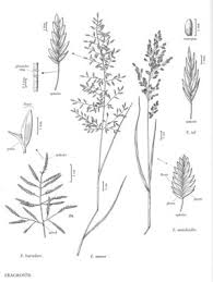 Eragrostis minor - FNA