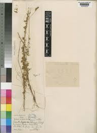Cuscuta suaveolens Ser. | Plants of the World Online | Kew Science