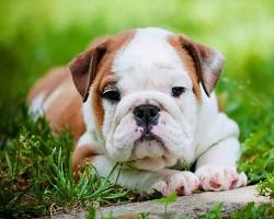 Image of Bulldog puppy