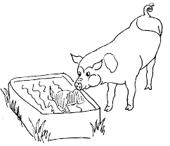 Resultado de imagen de dibujo cerdo comiendo afrecho