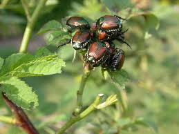 Image result for japanese beetle