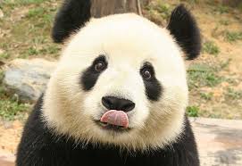 Résultat de recherche d'images pour "panda"
