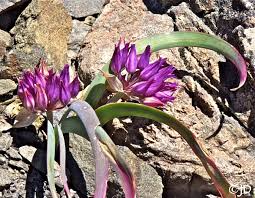 Allium falcifolium | California Flora Nursery