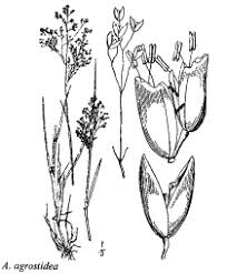 Sp. Alchemilla illyrica - florae.it