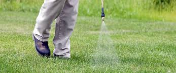 How To Kill Poa Annua (Annual Bluegrass): Your Step-By-Step Guide