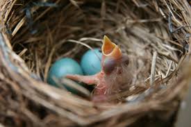 Image result for birds kicked out of nest
