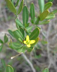 Cneorum tricoccon - Wikipedia, la enciclopedia libre