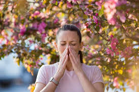 nasal nerves Hello hay fever – the surprising sneeze-stopping technique that might not be your best bet