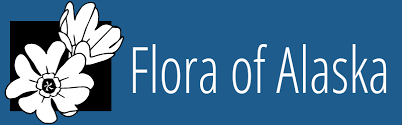 Draba L. – Flora of Alaska