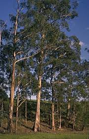 Eucalyptus globulus - Wikipedia