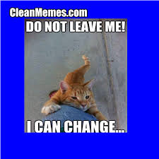 Clean Cat Memes - clean grumpy cat memes , clean cat memes with ... via Relatably.com