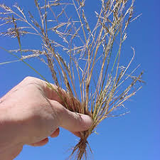 Eragrostis pectinacea (tufted lovegrass): Go Botany