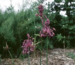 Allium carinatum Keeled Garlic PFAF Plant Database