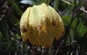 Fritillaria tubiformis - Wikipedia