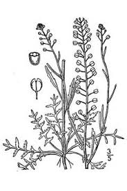 Lepidium densiflorum Common Pepperweed PFAF Plant Database