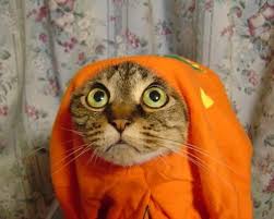 Image result for cats wearing funny costumes