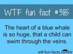 Fun fact on Pinterest | Funny Meme Comics, Wtf Fun Facts and Weird ... via Relatably.com
