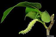 paper-mulberry: Broussonetia papyrifera (Urticales: Moraceae ...