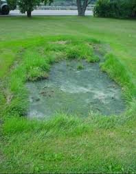 Image result for failed septic drain field