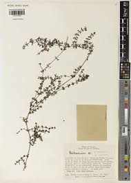 Galium L. | Plants of the World Online | Kew Science