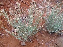 Dorycnium pentaphyllum - Wikipedia, la enciclopedia libre