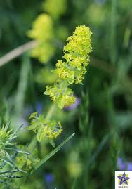 La pianta della settimana: Cruciata laevipes - Flora d'Abruzzo