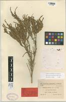 Arthrocnemum glaucum in Global Plants on JSTOR