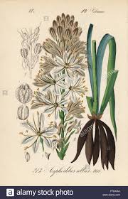 White asphodel, Asphodelus albus. Handcoloured lithograph from ...
