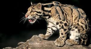 Declaran extinto al Leopardo Nublado. Images?q=tbn:ANd9GcSalV-dL4ppk3Acei4Uf4NHTZLH9zwuwG3EF3pM0D-TGskMLSQb
