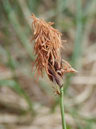 Carex macrolepis - Wikispecies