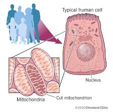 Mitochondrial Diseases: Causes, Symptoms, Diagnosis & Treatment