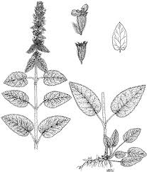 Taxonomical notes on Stachys sect. Eriostomum (Lamiaceae) in ...