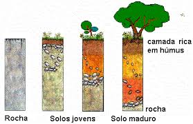 Desenvolvimento do solo