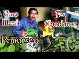 Grow Dollar Plant Marsh Pennywort for Abundance / Hydrocotyle ...