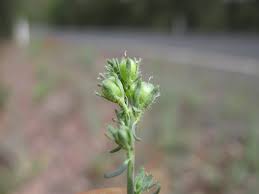 Linaria arvensis - Wikipedia